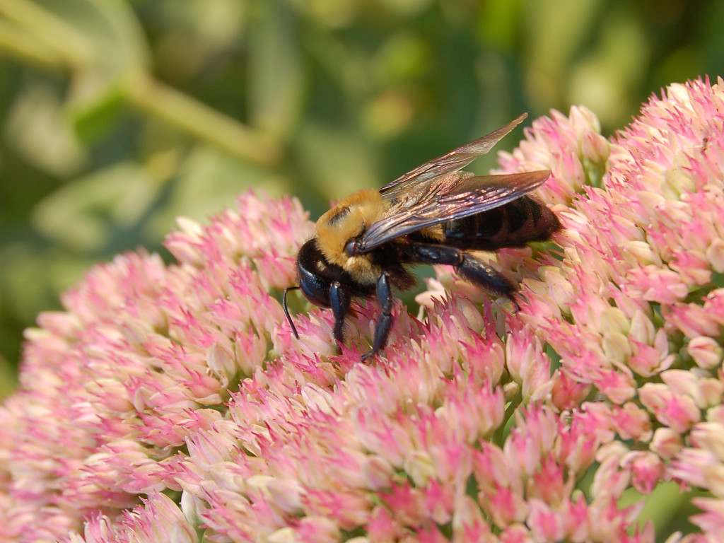 Bee_On_Flower_Side_2000px