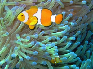 In a symbiotic mutualistic relationship, the clownfish feeds on small invertebrates that otherwise have potential to harm the sea anemone, and the fecal matter from the clownfish provides nutrients to the sea anemone. The clownfish is additionally protected from predators by the anemone's stinging cells, to which the clownfish is immune. Also, the clownfish emits a high pitched sound that deters butterfly fish, which would otherwise eat the anemone.