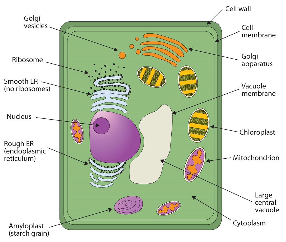 Cells Mr Winkelhage s Website