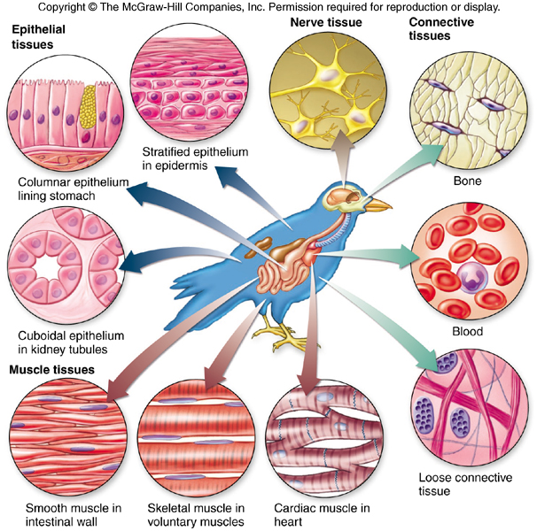 tissues 2